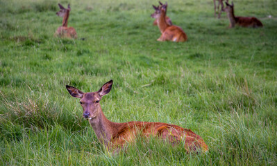 Deer relaxing on the grass in Richmond Park