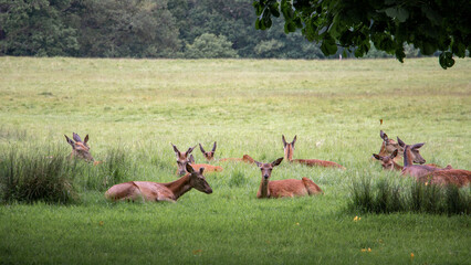 Deers realxing on the grass in Richmond Park