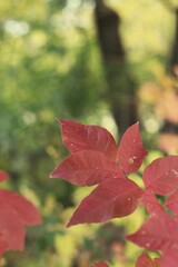 red and yellow autumn leaves