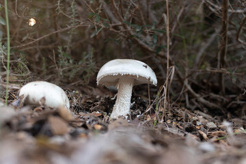 Setas blancas en un hermoso bosque mediterraneo. Hongos grupales en bosque oto&ntilde;al con hojas. Boletus silvestres. Colores del oto&ntilde;o.