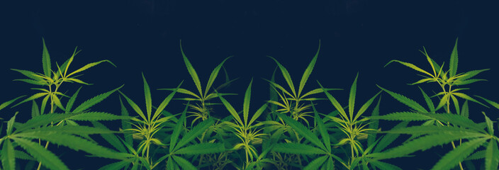 Banner Green weed Marijuana tree cannabis plant narcotic herbal in CBC greenhouse. Panorama Hemp...