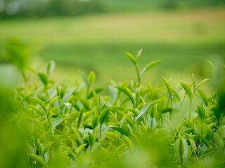 Close up Fresh Tree Green tea plantations mountain green nature in herbal farm plant background morning. Tea tree leaves field young tender bud herbal Green tea tree in camellia sinensis organic farm