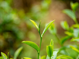 Close up Fresh Tree Green tea plantations mountain green nature in herbal farm plant background morning. Tea tree leaves field young tender bud herbal Green tea tree in camellia sinensis organic farm