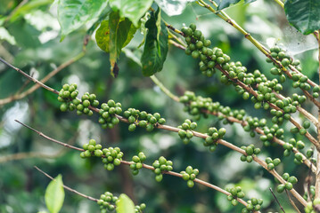 Fresh raw coffee bean green leaf bush ecology berry plant. Green coffee bean berry plant fresh raw seed coffee tree growth eco organic farm. Close up Green seed berries harvest arabica coffee garden