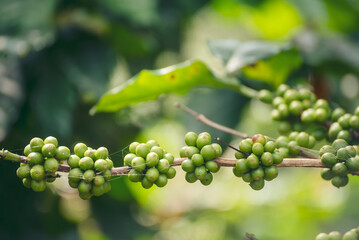 Green coffee bean berry plant with sunlight. Fresh raw seed coffee tree growth in eco organic farm morning time. Close up Green seed berries arabica coffee garden. Fresh coffee bean green leaf plant