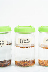 Growing sprouts in a jar