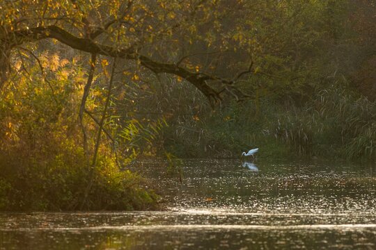 The white great egret fishing in a shallow cove. Autumn evening at the lake with reeds and trees with yellow and green leaves. Dark atmosphere.