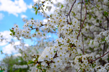 white flowers of cherry tree in spring against blue sky