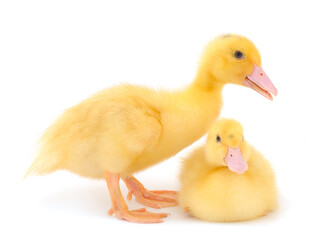 Little cute duckling.