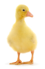 One little gosling.