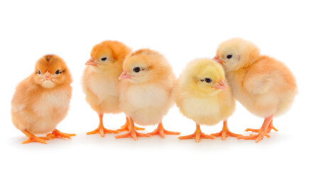 Five yellow chickens.