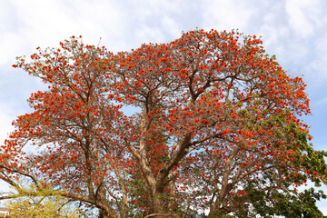 A beautiful Caffra tree in full bloom with large orange flowers in Worcester