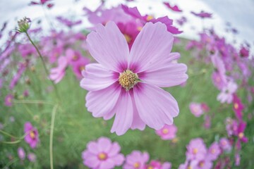 Fototapeta premium コスモス