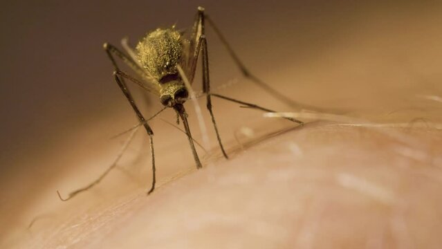 Female mosquito with its abdomen full of red blood is sucking out of a man's hand