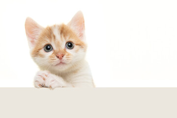 Adorable baby cat with its paws folded like its praying or begging isolated on a white background...