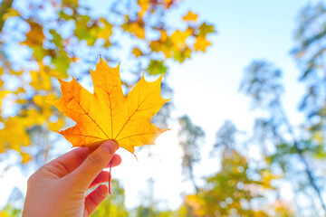 Hand holds yellow maple leaf outdoors