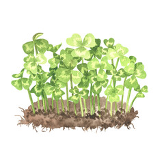 Clover with a clod of soil and roots. Watercolor illustration. Isolated on a white background.