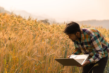 Man agronomist analyzing data in barley field. Male farmer examines the field of cereals and sends data to the cloud from the tablet. Smart farming and digital agriculture. Modern farm management