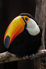 portrait for a Toco Toucan
