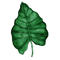 Watercolor philodendron leaf , large raster drawing. Tropical leave plant botanic watercolor painting on white background © Екатерина Мерзлякова
