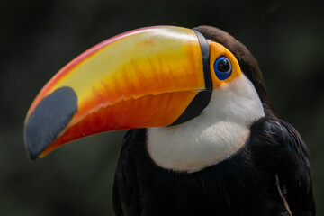 portrait for a Toco Toucan