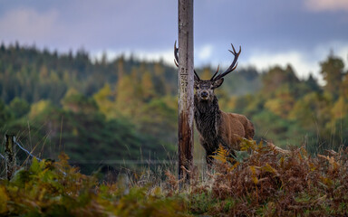 Red deer stag and telephone pole