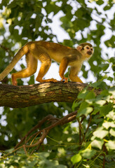 squirrel monkey climbing on trees