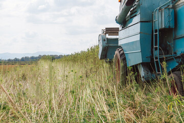 Harvester collecting hemp crops on the plantation. CBD hemp plant for commercial use