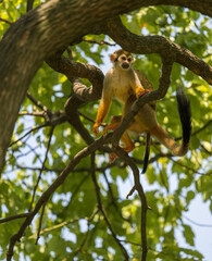 squirrel monkey climbing on trees