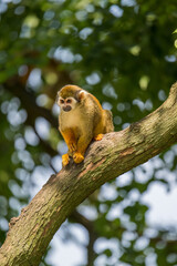 Fototapeta premium squirrel monkey climbing on trees