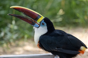 Portrait for a Red billed Toucan