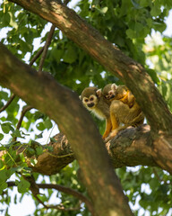 squirrel monkey climbing on trees