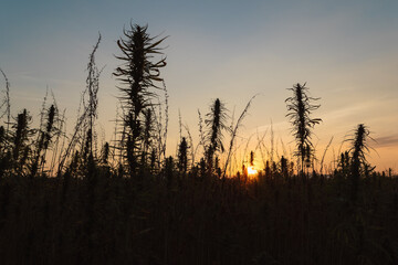 Fototapeta na wymiar CBD hemp growing on plantation field, industrial hemp crop on the sunset light