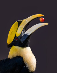 portrait for a great hornbill on black background © imphilip