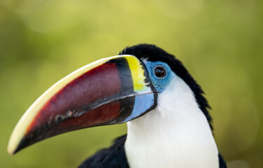 Portrait for a Red billed Toucan