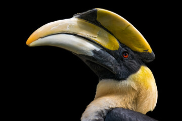 portrait for a great hornbill on black background