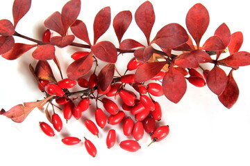 Barberry (Berberis vulgaris) branch with red ripe berries isolated on a white background