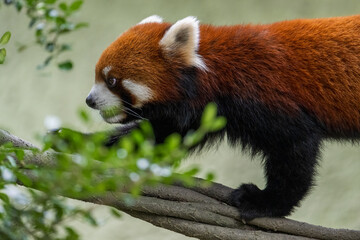 red panda climbing on tree