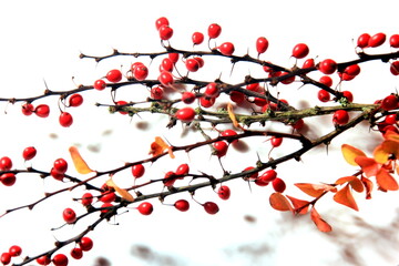 Barberry (Berberis vulgaris) branch with red ripe berries isolated on a white background