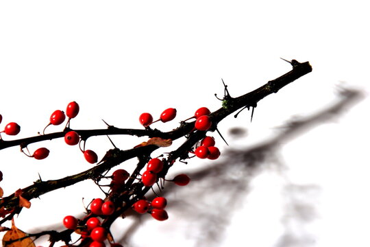 Barberry (Berberis vulgaris) branch with red ripe berries isolated on a white background