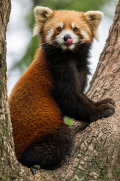 A cute red panda on trees looking at lens