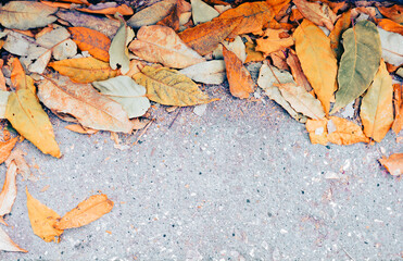 text background leaf Red and orange autumn leaves background. Outdoor. Colorful backround image of fallen autumn leaves perfect for seasonal use. Space for text. orange maple leaves on red background 