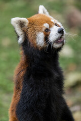 a red panda standing on grass