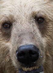 close up of brown bear face