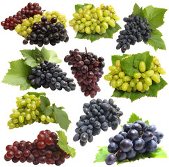 Collection of grapes isolated