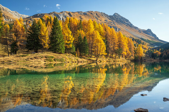 Herbstlich verf&auml;rbter L&auml;rchenwald spiegelt sich im glasklaren Palpuognasee, Lai da Palpuogna, Albula-Alpen, Preda, Berg&uuml;n, Graub&uuml;nden, Schweiz