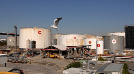 Fototapeta premium overhead view of fuel storage terminal-refinery and a screaming segull mid frame