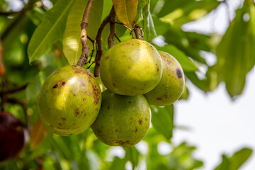 The of fruit of Pong pong tree (Cerbera odollam) in Bako National Park Sarawak Malaysia.
It yields a potent poison that has been used for suicide and murder.