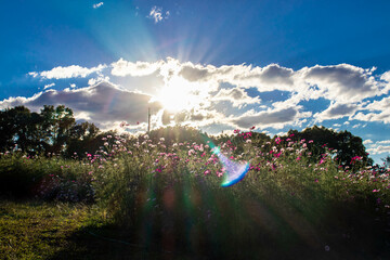 日差しを浴びるコスモス