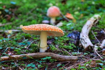 Fliegenpilze im Herbst